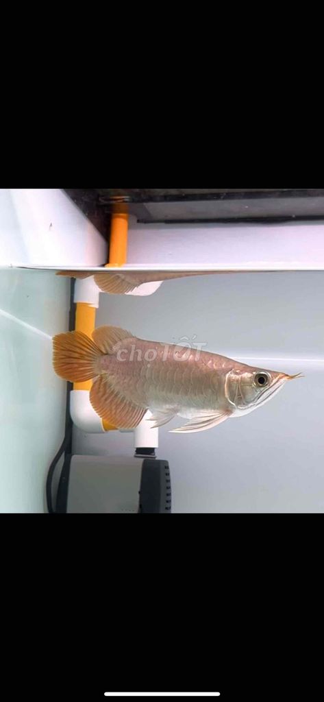 Huyết long Kingshort bodi u21-22. Mua bán Thú cưng khác tại Thị xã Tân Uyên Bình Dương được đăng bởi Tuấn hình 1
