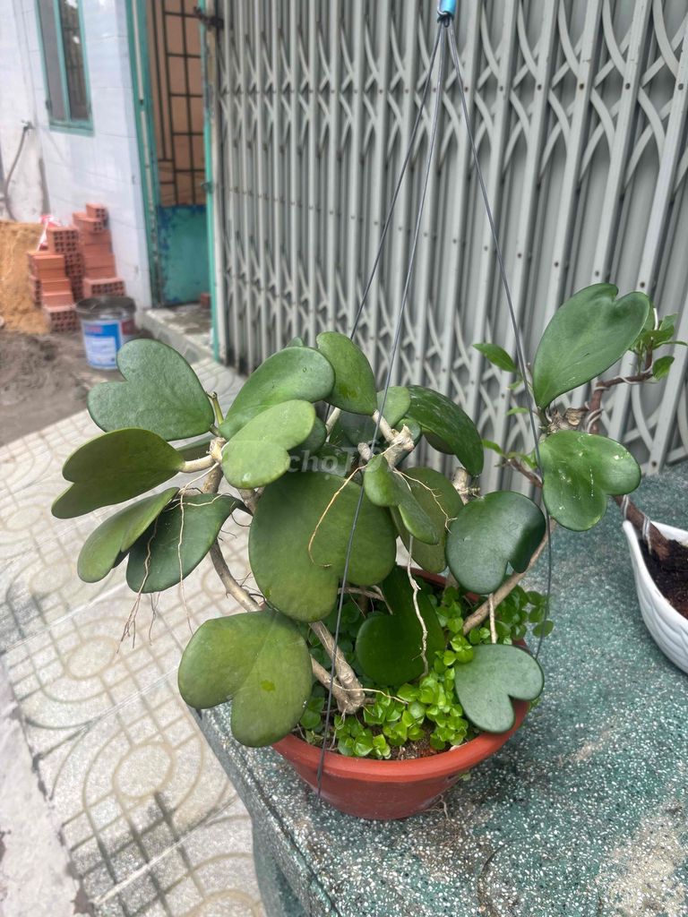 Lan cẩm cù lá tim. Mua bán Cây cảnh, đồ trang trí tại Quận Bình Tân Tp Hồ Chí Minh được đăng bởi Thuận Phát hình 1