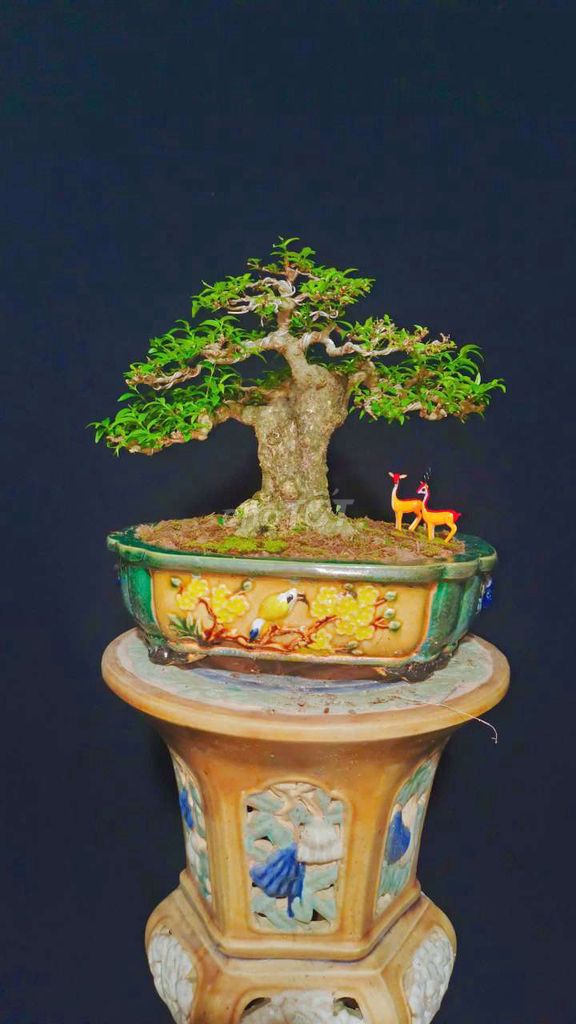 Cây cảnh Mai Chiếu Thủy 25cm hoa thơm. Mua bán Cây cảnh, đồ trang trí tại Huyện Hóc Môn Tp Hồ Chí Minh được đăng bởi Xuân Quang 55 hình 1