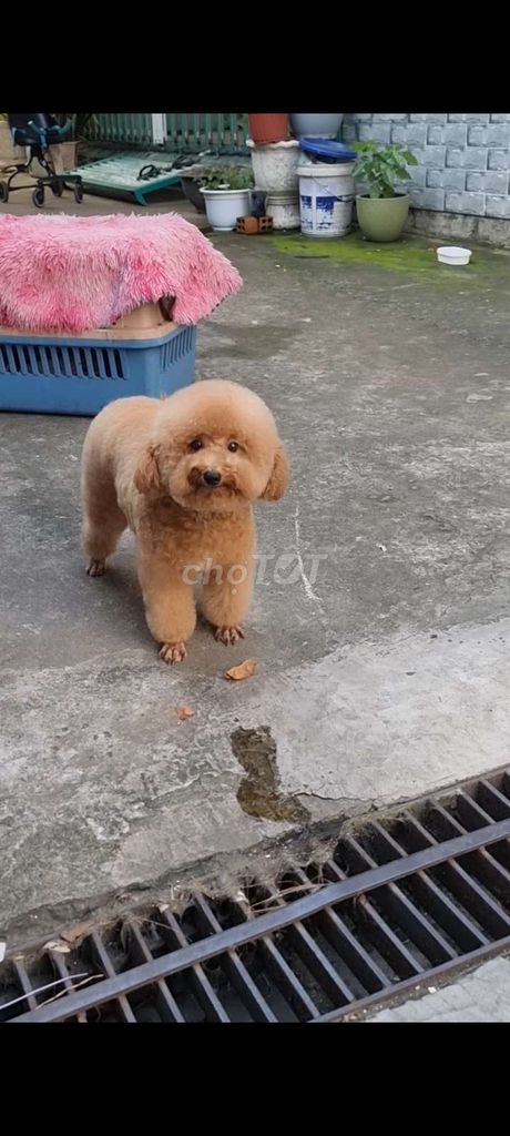 Chó Poodle Đực Nâu Vàng Đã Tiêm Phòng. Mua bán Chó tại Thành phố Biên Hòa Đồng Nai được đăng bởi vũ đại  hình 1