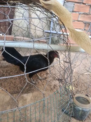 Gà tơ 5 tháng Đen