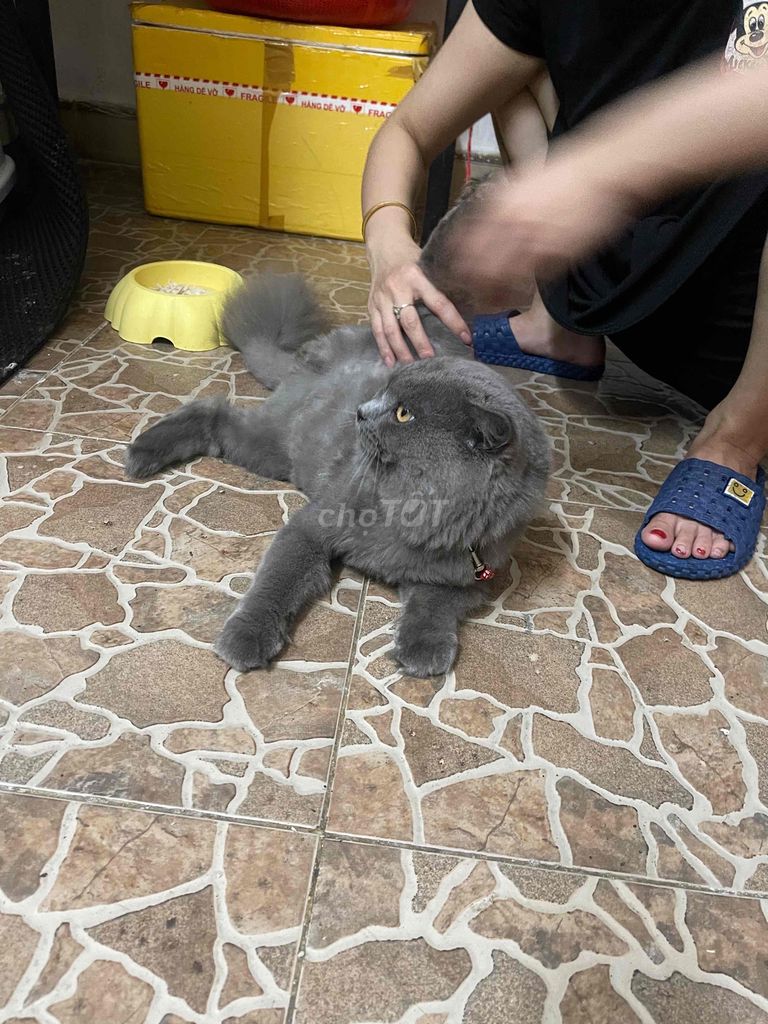 Mèo Anh lông ngắn màu xám đực. Mua bán Mèo tại Quận Sơn Trà Đà Nẵng được đăng bởi Amaterasu hình 3