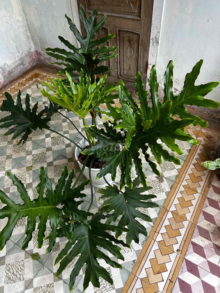 Cây cảnh Trầu bà Thanh Xuân Xanh lá. Mua bán Cây cảnh, đồ trang trí tại Quận Liên Chiểu Đà Nẵng được đăng bởi nguyễn nguyễn hình 1
