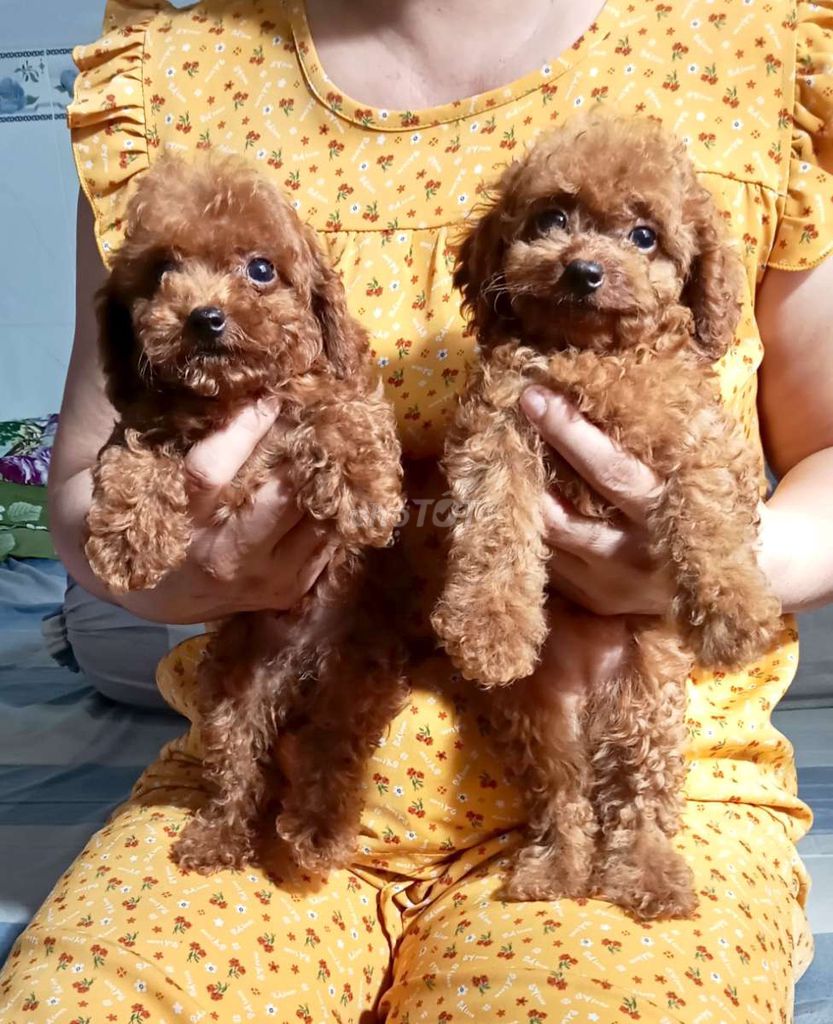 Chó Poodle nhỏ cái dưới 3 tháng đã tiêm. Mua bán Chó tại Huyện Cần Giuộc Long An được đăng bởi Liêm hình 1