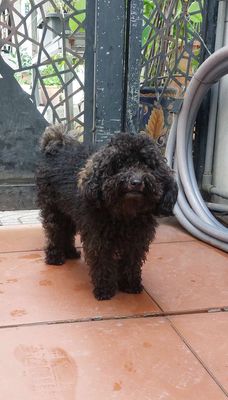 Chó Poodle thuần chủng đực hơn 1 tuổi đã tiêm
