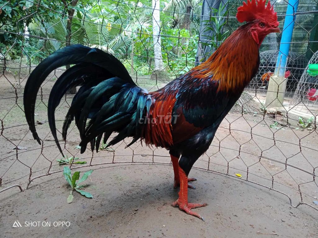 Điều xanh 4kí2. Mua bán Gà tại Huyện Mỏ Cày Nam Bến Tre được đăng bởi Đam mê Gà hình 1