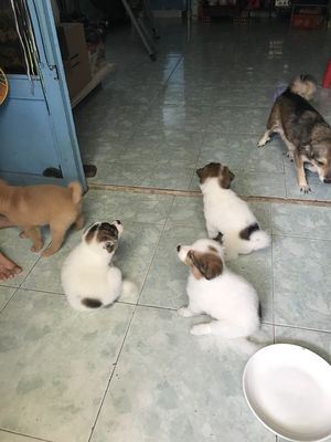 Chó Nhật lai Bắc Kinh. Mua bán Chó tại Thành phố Thủ Đức Tp Hồ Chí Minh được đăng bởi An Nhiên 