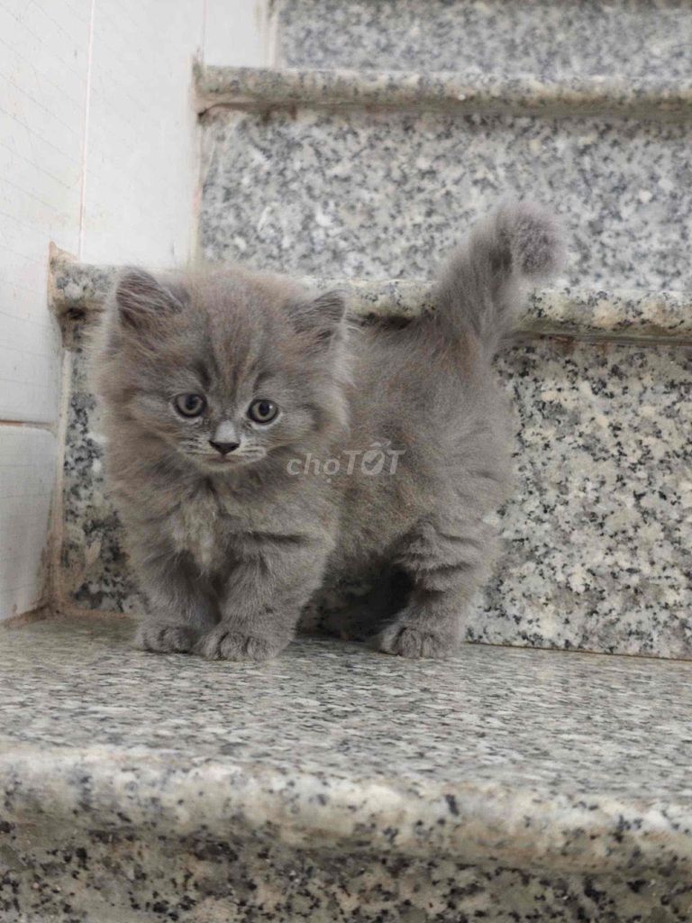 Mèo ALN x Munchkin Xám. Mua bán Mèo tại Huyện Trảng Bom Đồng Nai được đăng bởi Chin Chin hình 1