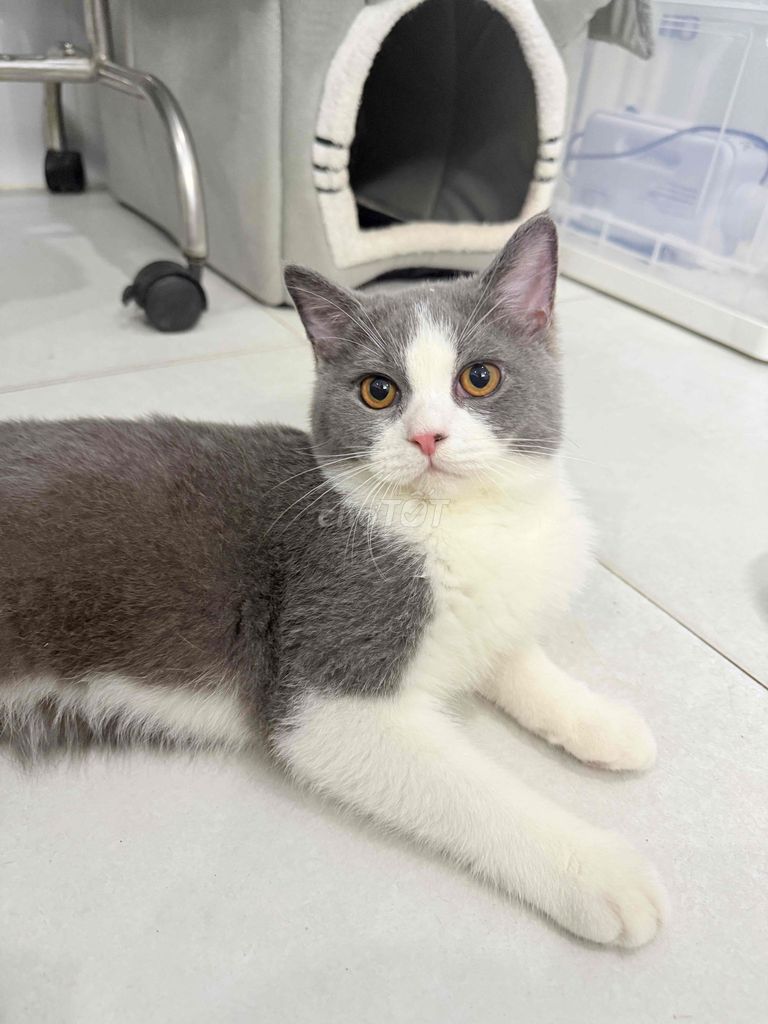 Mèo Anh thuần Bicolor. Mua bán Mèo tại Quận Phú Nhuận Tp Hồ Chí Minh được đăng bởi Hoàng Minh hình 3
