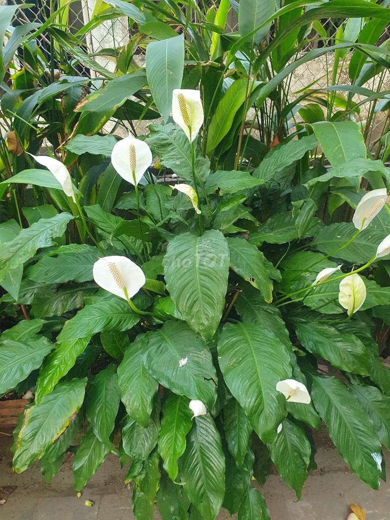 Cây cảnh Lan ý Mỹ lá to. Mua bán Cây cảnh, đồ trang trí tại Quận Thanh Khê Đà Nẵng được đăng bởi ZKS Store hình 1