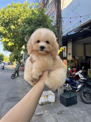 Mình mới mua nhưng không có thời gian chăm. Mua bán Chó tại Quận Thanh Khê Đà Nẵng được đăng bởi Võ Thuỳ Linh