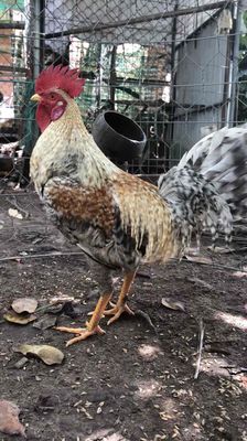 cứu cuban danny. Mua bán Gà tại Huyện Củ Chi Tp Hồ Chí Minh được đăng bởi Trong Huu