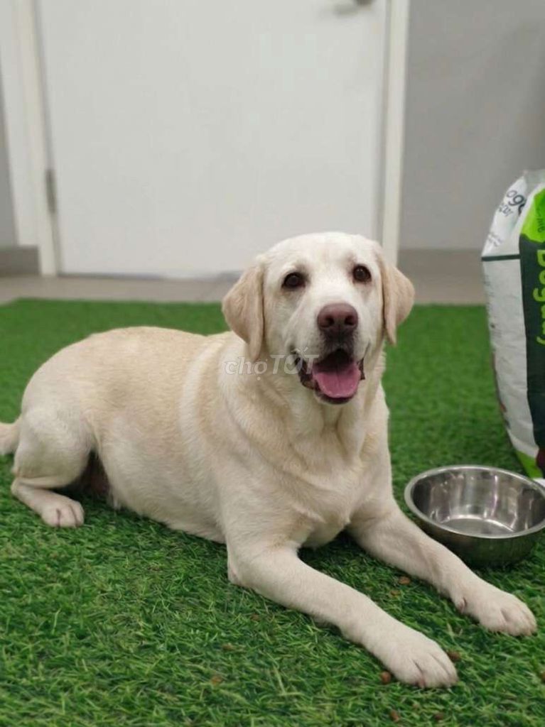 Chó Labrador thuần chủng siêu đẹp khôn ngoan. Mua bán Chó tại Quận Tân Bình Tp Hồ Chí Minh được đăng bởi Linh Lan hình 1