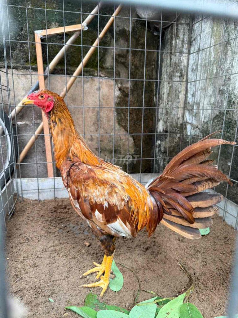 Gà Mỹ trống 5 tháng. Mua bán Gà tại Quận 8 Tp Hồ Chí Minh được đăng bởi Hoàng Anh  hình 1