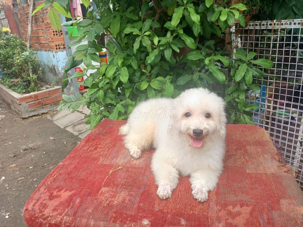 Bán bé Poodle trắng cái y như hình