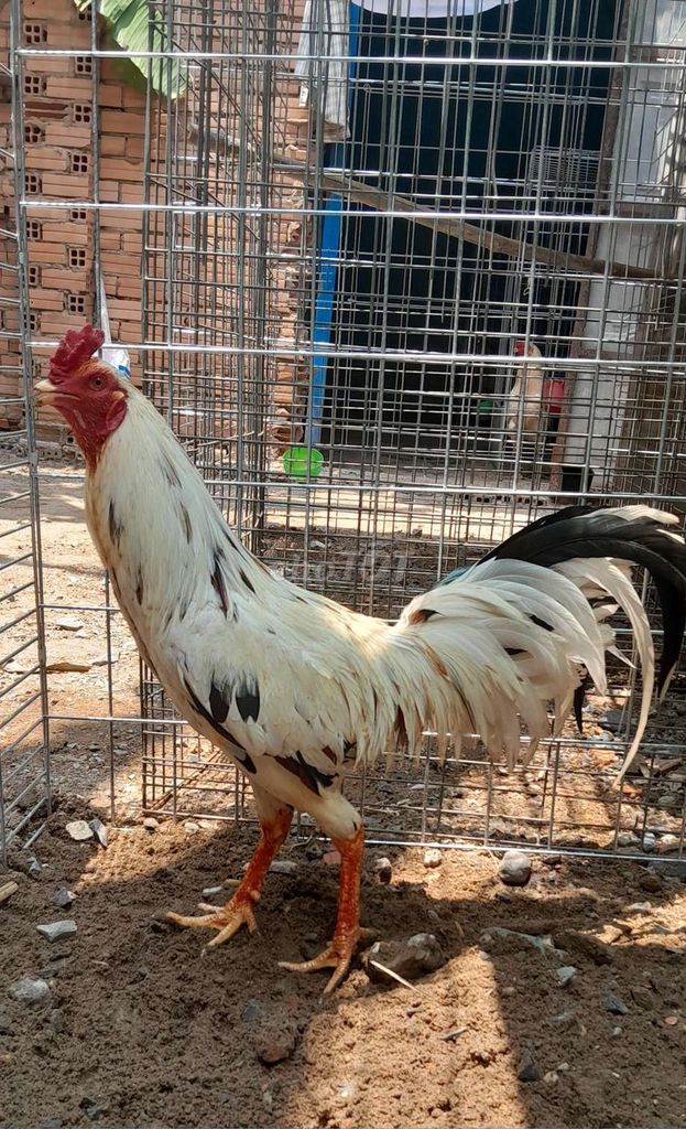 Gà bướm Thái mỹ 2k65 trạng 2k8 zin. Mua bán Gà tại Thành phố Thủ Đức Tp Hồ Chí Minh được đăng bởi Thanh Long Asil  hình 1