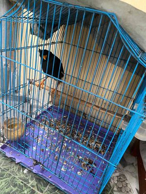 Bán sáo thuần đã biết nói. Mua bán Chim tại Thành phố Thái Bình Thái Bình được đăng bởi minh tuân