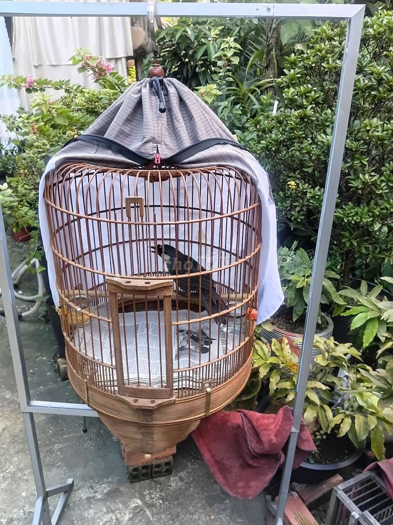 Chim bổi trống đen hót nhiều giọng. Mua bán Chim tại Quận Bình Thạnh Tp Hồ Chí Minh được đăng bởi Nguyen van tien hình 1