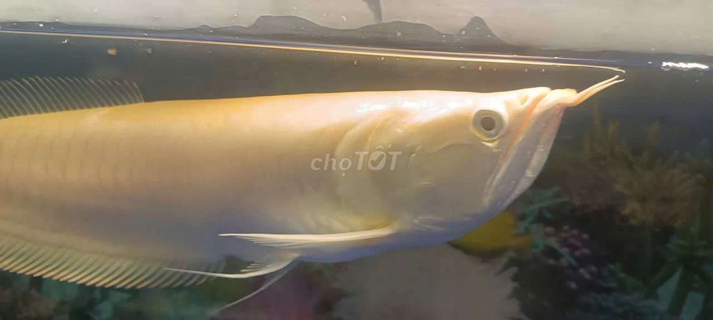 Cần bán ngân long amino Indo hơn 40cm