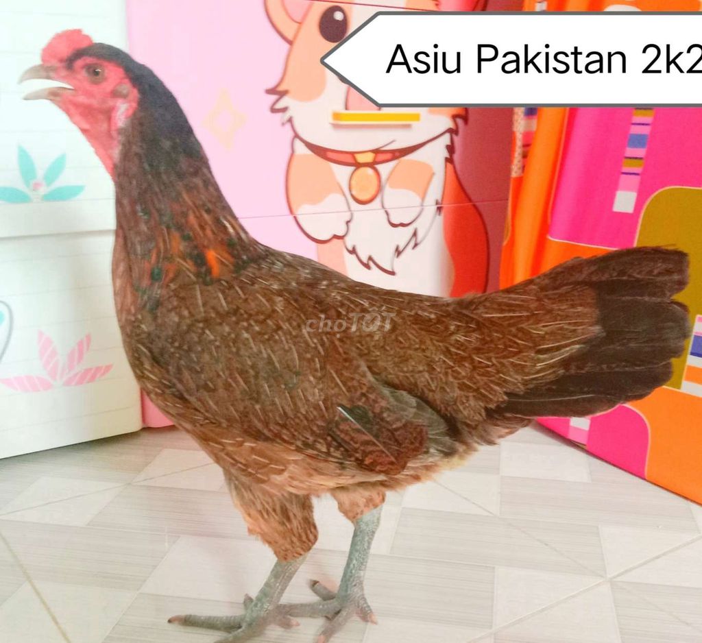 Mái Asiu Pakistan trạng 2 ký rưỡi