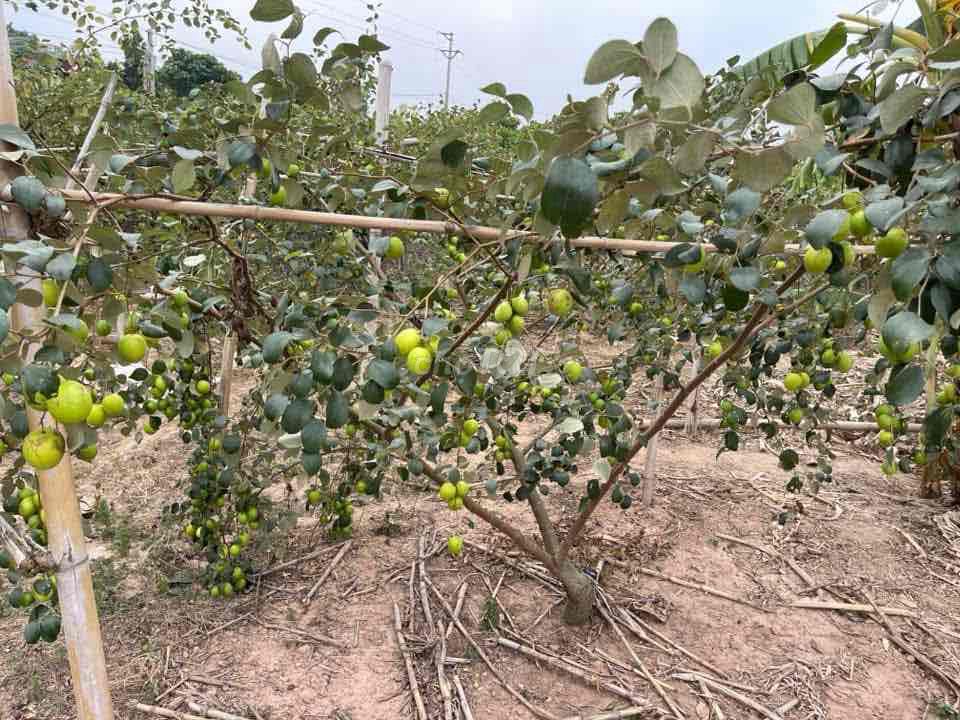 Táo siêu ngọt Bắc Giang