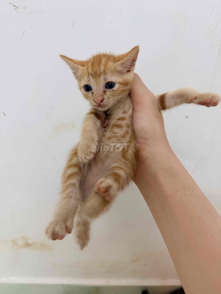 Mèo màu Cam. Mua bán Mèo tại Huyện Cần Đước Long An được đăng bởi Văn Cường hình 1