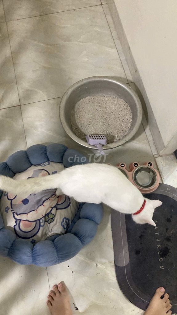 Bé mèo Anh Lai mặt béo 1 tuổi. Mua bán Mèo tại Huyện Quốc Oai Hà Nội được đăng bởi kevin hình 1