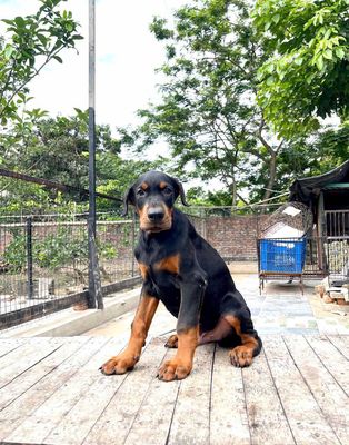Chó Doberman cái 2 tháng thuần chủng dòng Châu Âu. Mua bán Chó tại Quận Gò Vấp Tp Hồ Chí Minh được đăng bởi Nhi Nguyễn