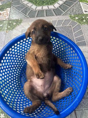 Chó cỏ đực, cái