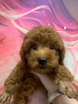 2 bé trai 1 tiny 1 tycup thuần chủng. Mua bán Chó tại Thành phố Bến Tre Bến Tre được đăng bởi Trần trường sinh