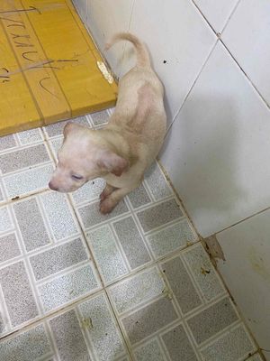 chó phú quốc lai đẹp khôn