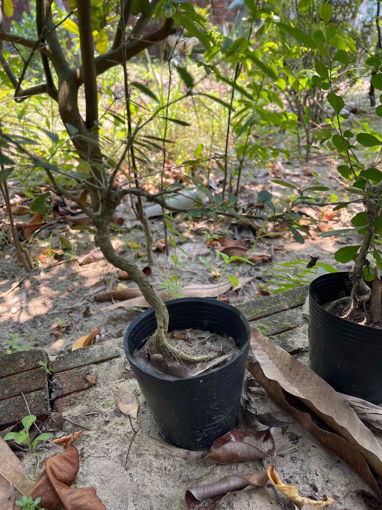 Cây cảnh bonsai đồng giá 50k 1 cây. Mua bán Cây cảnh, đồ trang trí tại Quận Ngũ Hành Sơn Đà Nẵng được đăng bởi Trần Mạnh hình 1