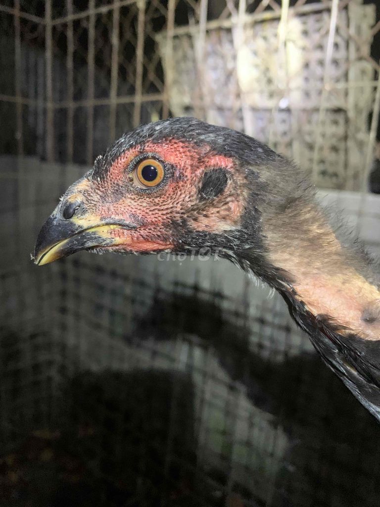 mái đòn ô vảy đẹp mồng trích. Mua bán Gà tại Huyện Củ Chi Tp Hồ Chí Minh được đăng bởi trung nguyen hình 1