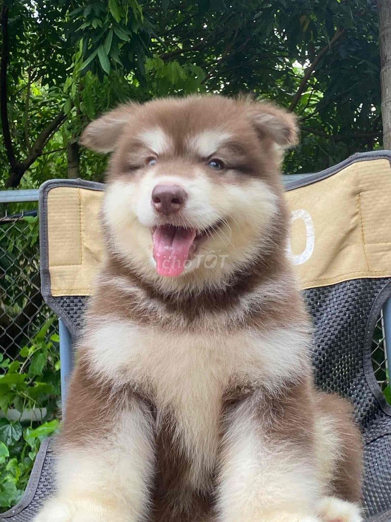 Chó Alaska đực 3 tháng Nâu trắng. Mua bán Chó tại Thành phố Thủ Dầu Một Bình Dương được đăng bởi Hồ Ngọc Anh hình 1