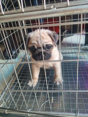 Chó pug thuần chũng. Mua bán Chó tại Quận Bình Tân Tp Hồ Chí Minh được đăng bởi Thanh Lam 