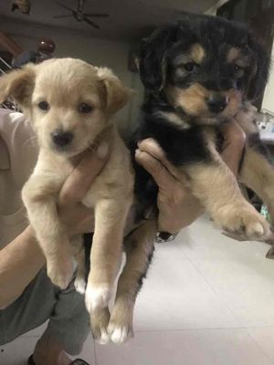 Nhà có 2 em cún lém lỉnh cần tìm ngôi nhà mới. Mua bán Chó tại Quận Long Biên Hà Nội được đăng bởi Nguyễn Mỹ Linh