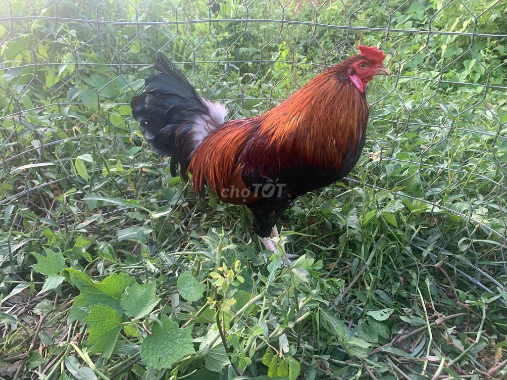 thanh lý gà điều chân trắng 2kg6. Mua bán Gà tại Thị xã Bình Minh Vĩnh Long được đăng bởi gà đá bình minh  hình 1
