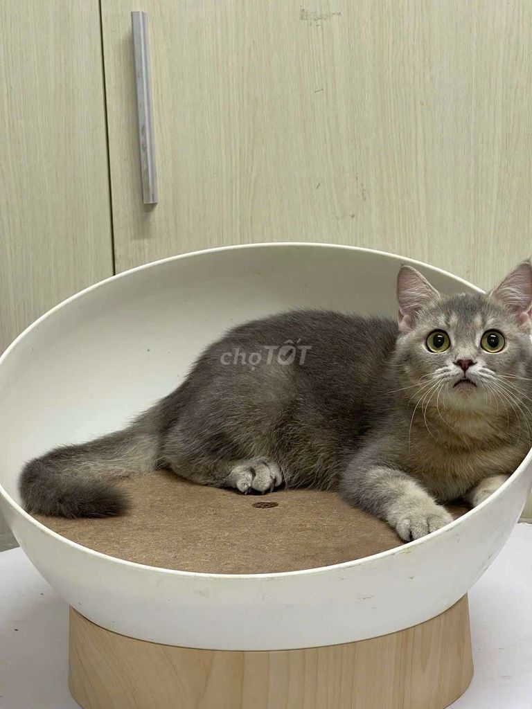 Mèo anh lông ngắn 3 tháng siêu đẹp. Mua bán Mèo tại Quận 3 Tp Hồ Chí Minh được đăng bởi Nguyễn thị thanh thủy hình 2