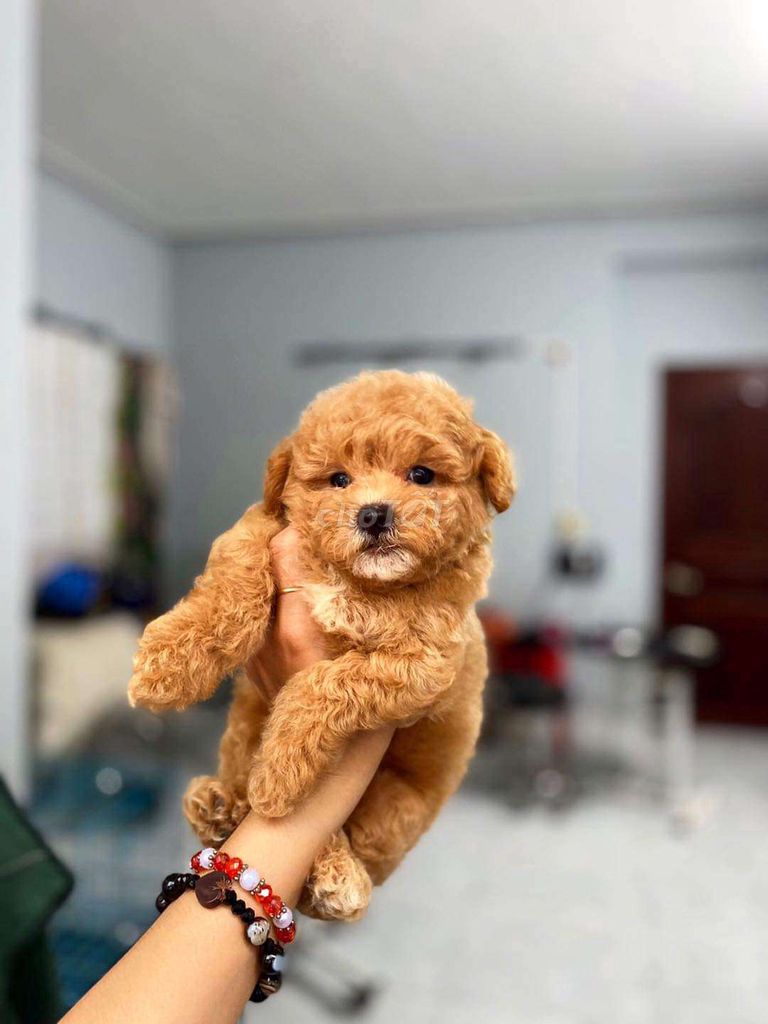 Poodle bảo hành 1-1