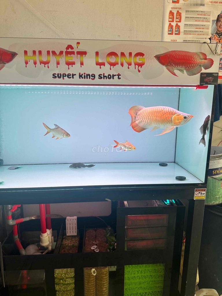 Cá Huyết Long Super King Short. Mua bán Thú cưng khác tại Quận Tân Phú Tp Hồ Chí Minh được đăng bởi Phát lộc hình 1