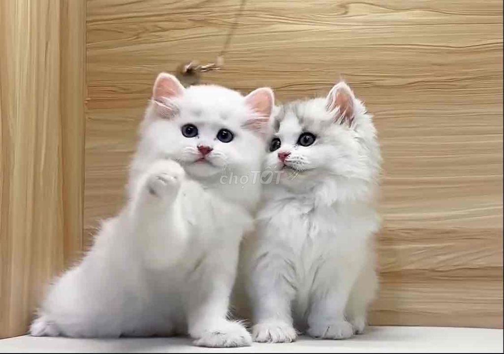 Các Bạn Mèo Chỉ Từ 6999k🎉🎉🎉🎉🥰🥰🥰. Mua bán Mèo tại Quận Thanh Xuân Hà Nội được đăng bởi CTy TNHH Shop Thú Cưng Mập Pet House hình 1