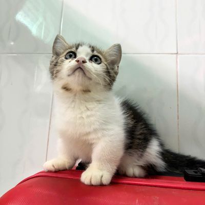 chân ngắn tabby trắng ALN 2 tháng tiêm 1 mũi. Mua bán Mèo tại Thành phố Thủ Đức Tp Hồ Chí Minh được đăng bởi Lucy Đoàn