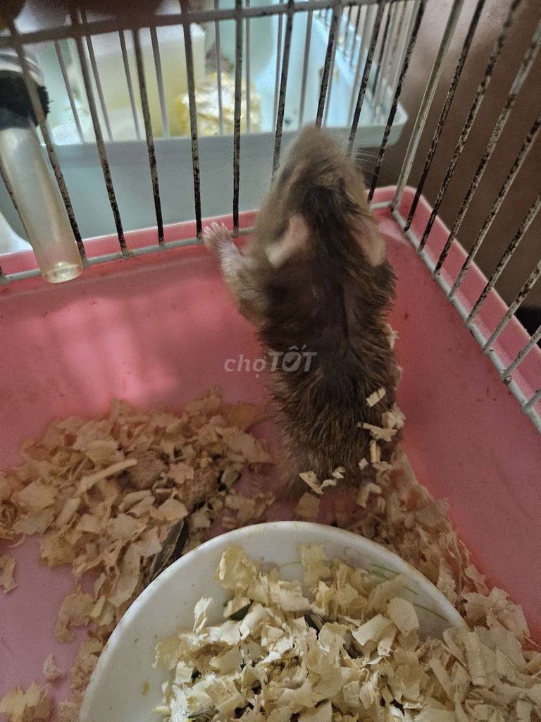 cần tặng Hamster Nâu Khỏe mạnh . Mua bán Thú cưng khác tại Quận 7 Tp Hồ Chí Minh được đăng bởi QH hình 1