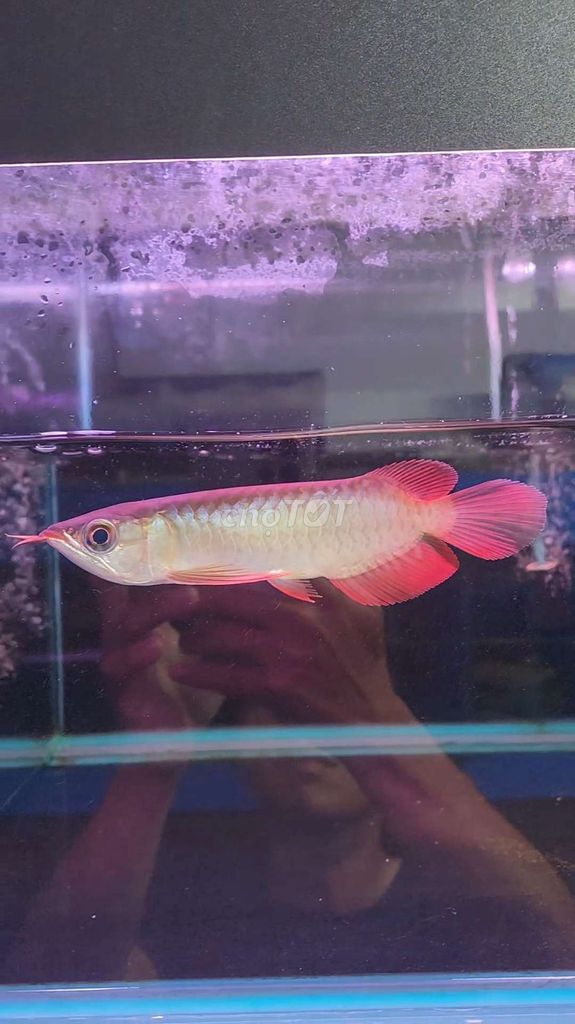 Cá Rồng Huyết Long size 20cm Indonesia chuẩn chỉ. Mua bán Thú cưng khác tại Huyện Bình Chánh Tp Hồ Chí Minh được đăng bởi Tuấn Anh Cá Kiểng Online hình 2