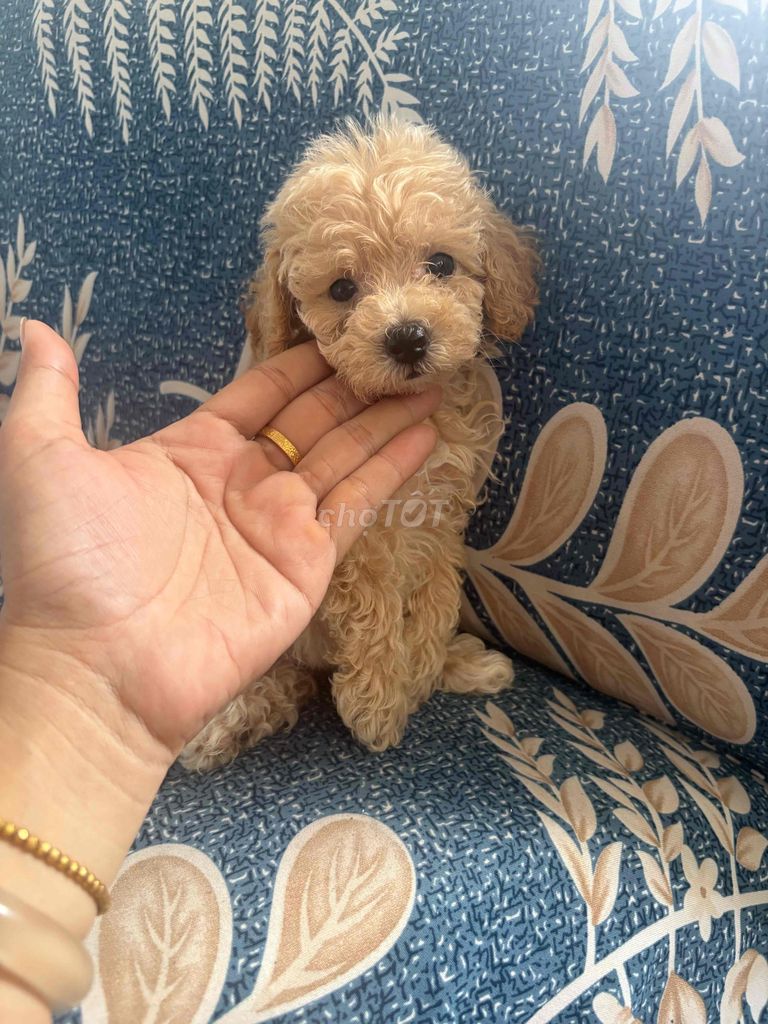 Chó Poodle Tinicup Vàng mơ đã tiêm 1 mũi. Mua bán Chó tại Thành phố Thủ Đức Tp Hồ Chí Minh được đăng bởi Hạ Mi hình 1