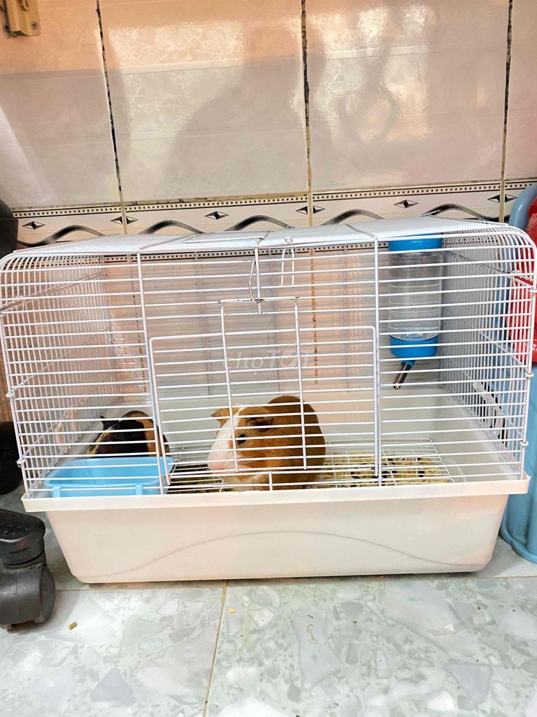 Chuồng Bọ Ú , Hamster , Thỏ