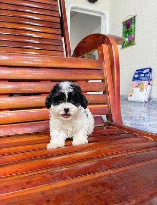 Poodle thuần chủng đã chích ngừa. Mua bán Chó tại Quận 12 Tp Hồ Chí Minh được đăng bởi T