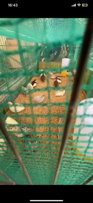 Gà Rutin. Mua bán Gà tại Thành phố Bến Tre Bến Tre được đăng bởi Tuấn
