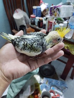 cock non đút bột. Mua bán Chim tại Huyện Hóc Môn Tp Hồ Chí Minh được đăng bởi trantu