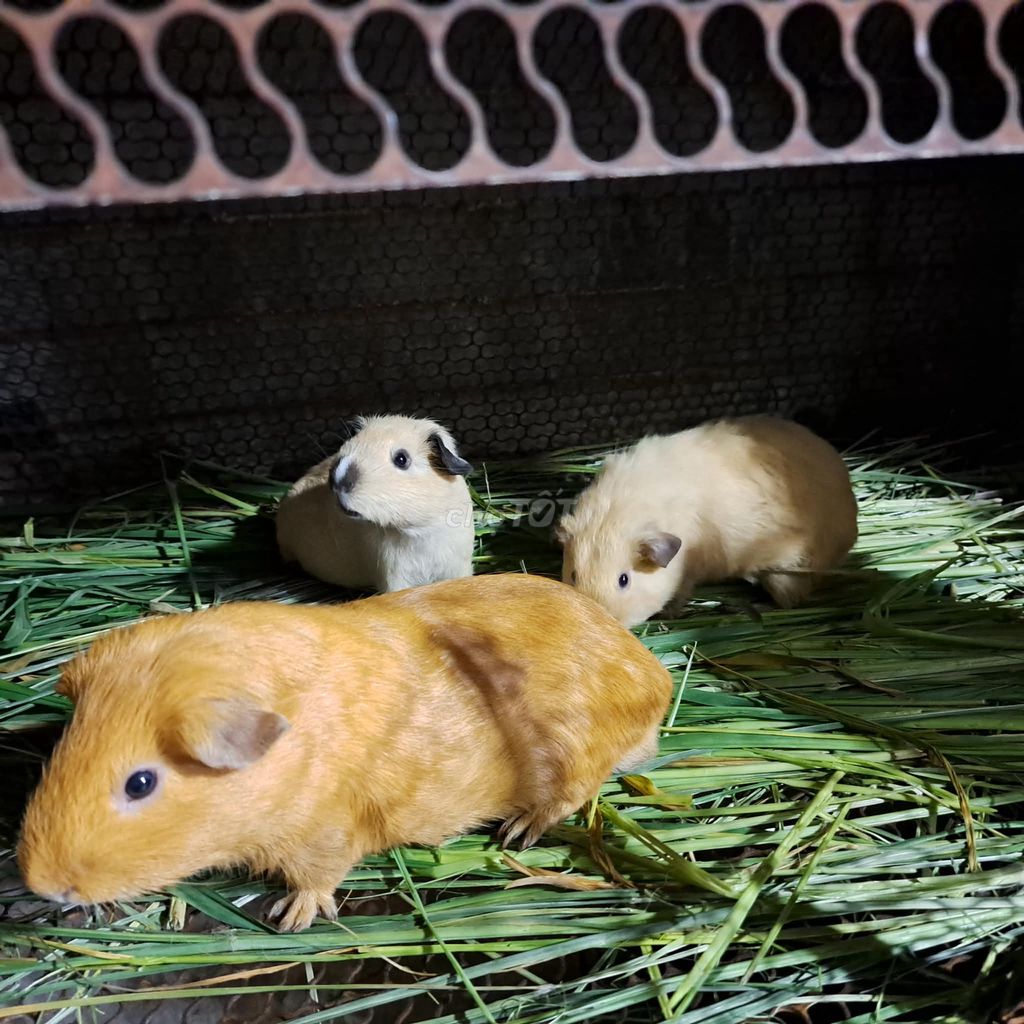 Bọ ú Cali nhiều màu. Mua bán Thú cưng khác tại Thị xã Tân Uyên Bình Dương được đăng bởi Phạm Trúc Mai hình 1